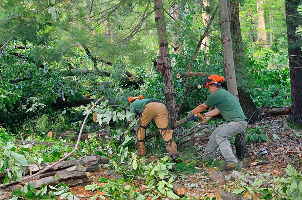 How Our Tree Care Process Works  in  Tomball, TX