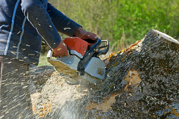 Trusted Tomball, TX Tree Care Services Experts